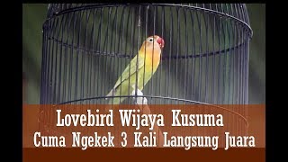 Download lagu SUARA BURUNG - Lovebird Fighter Wijaya Kusuma, Ngekek 3 Kali Langsung Juara mp3