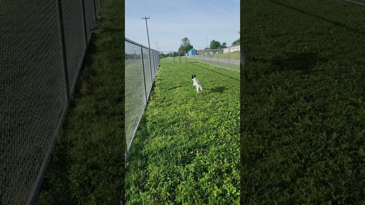 Enlarge Oreo , a ADOPTABLE mixed breed in Mount Carmel, IL video 5/5