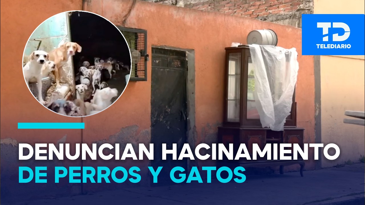 “Ya es una crisis sanitaria”: vecinos denuncian hacinamiento de perros en Iztapalapa