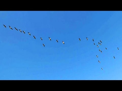 Canada Geese Flying South - September 19, 2014