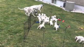 Puppies watch mom and dad play