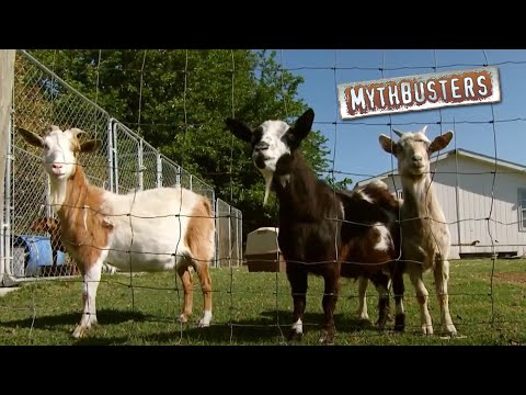 The Famous Fainting Goats | MythBusters
