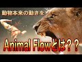 海外でトレンドの最新エクササイズ【Animal Flowとは？？】