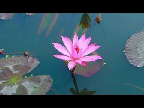 The Dhammapada: 21-23 - The Heedless Die; The Heedful Do Not