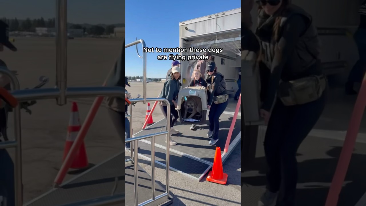 These dogs flew on a private jet 🥳