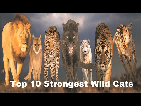 Top 10 Most Strongest Wild Cats in The World
