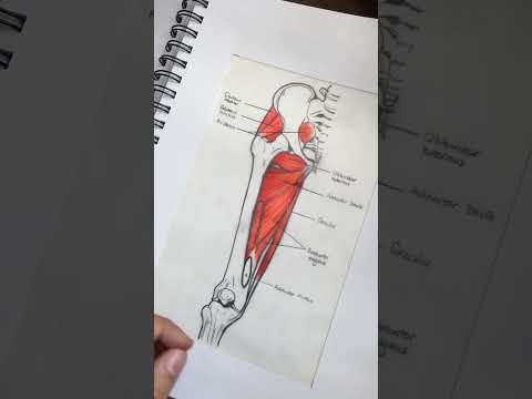 Anatomy study tip for medical illustration students
