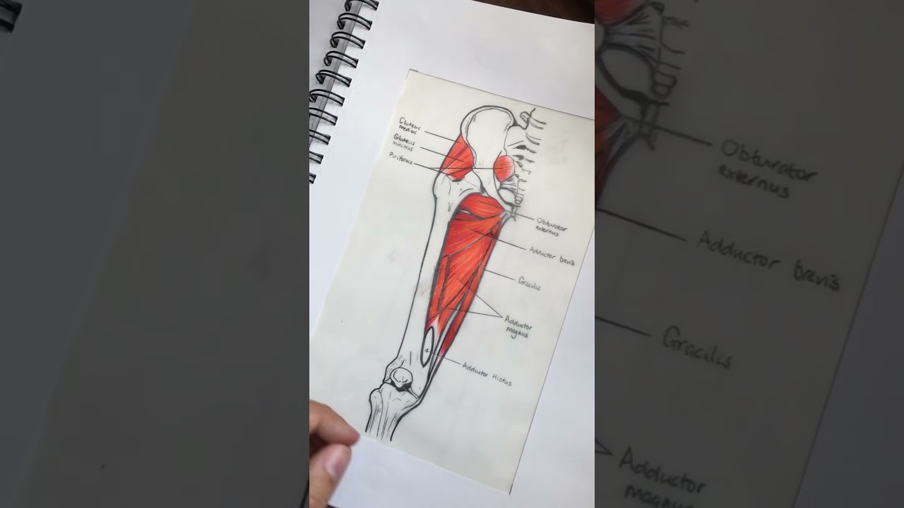 Anatomy study tip for medical illustration students