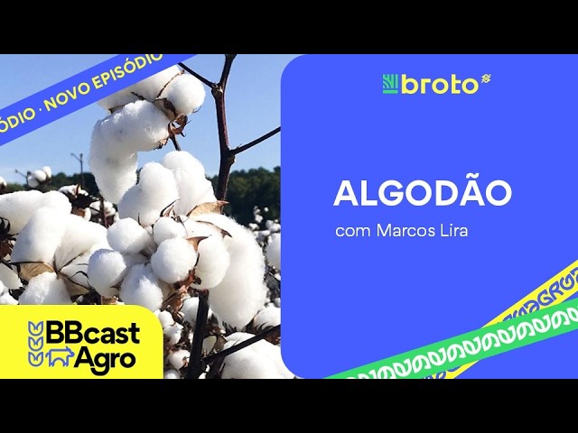Algodão: trégua no Oriente Médio muda cenário e mercado monitora safra dos EUA |BBCast Agro 30/06/26
