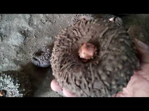 PPCI , porang unik bentuk lucu , by: martono porang madiun PPCI school sumberbendo Madiun jatim