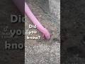 known for its silly arms, the five-toed worm lizard is a wierd little dude!