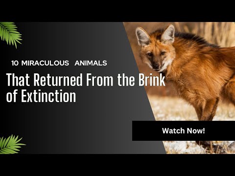 10 Miraculous Animals That Returned From the Brink of Extinction! 🦅🌍 #WildlifeConservation