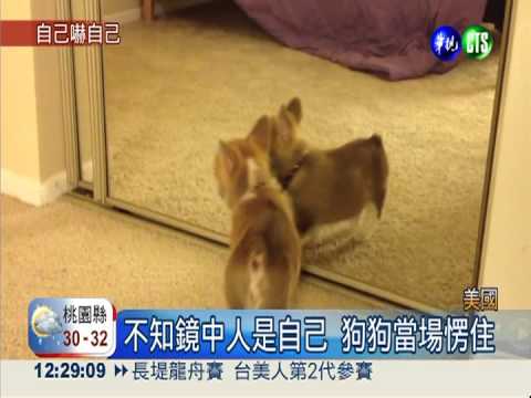 照鏡子初體驗! 柯基犬落荒而逃