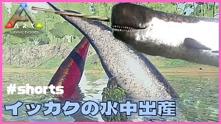 『ARK：MOD』イッカクの水中出産（ブリーディング）アディショナルクリーチャー２　#Shorts 恐竜追加MOD/アーク
