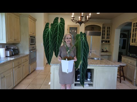 Ultimate Guide: how to grow huge Anthuriums in your home including Warocqueanum - in low humidity
