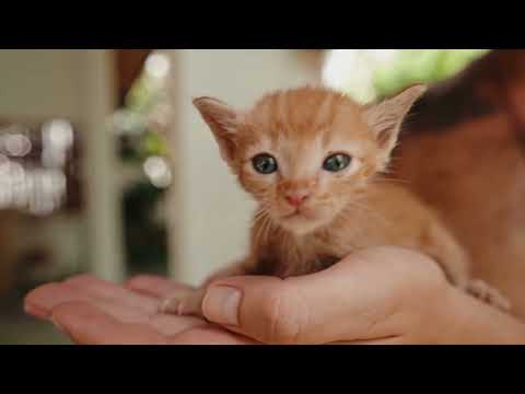 Spiritual Meanings When You Dream About Kittens - Basalt Spiritual