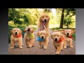 Proud Dog Mommies With Their Puppies