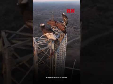 ¡Majestuosos! Seis cóndores andinos fueron avistados sobre una antena en Los cerrillos, Córdoba