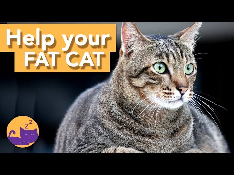 How to Know if Your Cat is OVERWEIGHT! - Help Your Cat Lose Weight