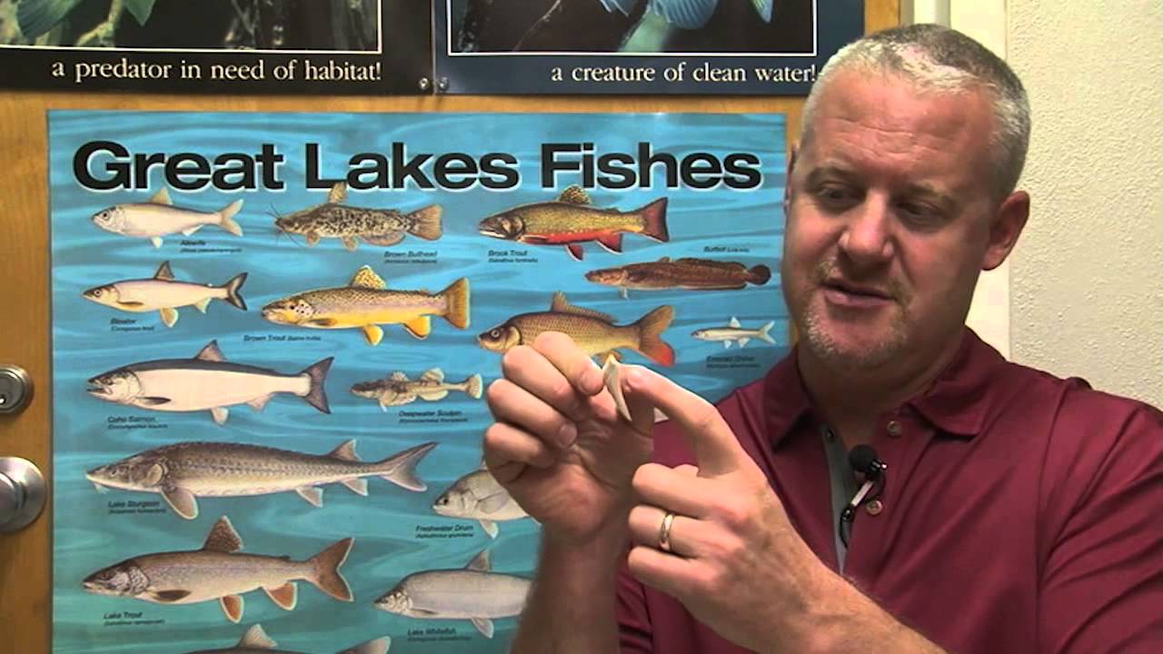 View from the Hill - Steve Huskey/Shark Expert  Video Preview