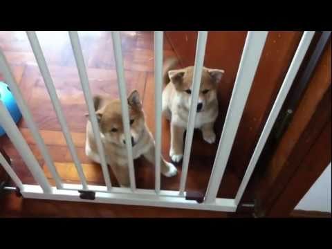 12星期大的小樂天 - 開心小片段(原發表者:樂天)(影片)