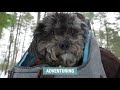 Видео о товаре Рюкзак-переноска K9, для собак и кошек / Kurgo (США)