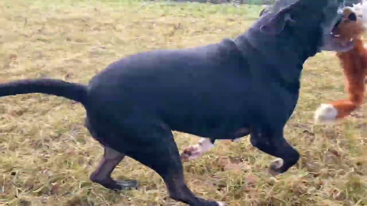 Ziggy, a Adoptable Terrier in Hartford City, IN video 3/6