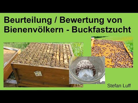 , title : 'Bienen bewerten in der Buckfastzucht'