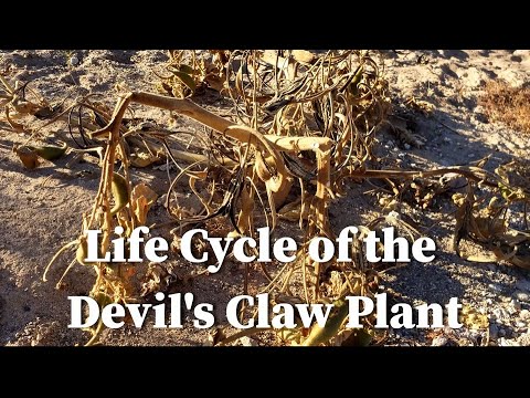 Life Cycle of the Devil's Claw Plant