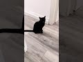 There Is So Much To Say Cute Black Cat Meowing