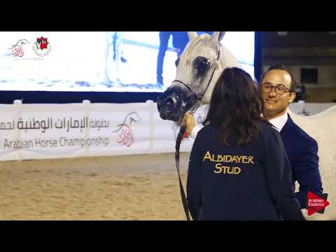 N.279 ELIXIR OF SHANGHAI E.A. - UAE Nationals 2019 - Senior Mares Championship