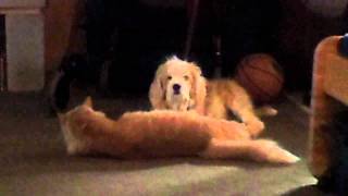 If these critters can get along..y not congress?