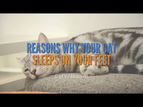 REASONS WHY YOUR CAT SLEEPS ON YOUR FEET