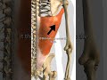 The Latissimus Dorsi Muscle