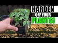 Hardening Off Your Young Indoor Started Plants