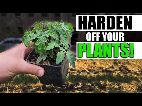 Growing Zucchinis The Right Way Part 1 of 3