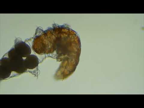 Tardigrade molting.