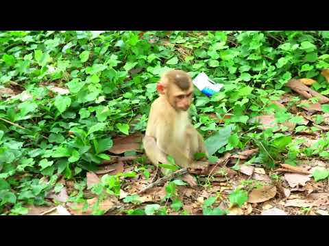 Why Ricky walk as human with two legs, learn to catch insects in green bush