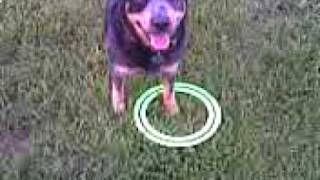 preview picture of video 'Blue Heeler Catch!'