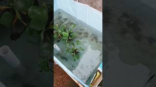 Download lagu Anak Ikan Mujair Kumpay Lucu Viral #anakanak #viralvideo #shorts mp3