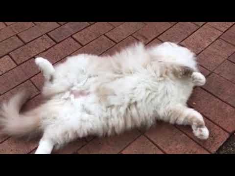 Ragdoll Cat Chiggy Outside and a Brief Chat about Flea Control - Revolution