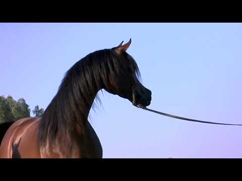 O! Arabian - A Film Loveletter to the Incredible Arabian Horse