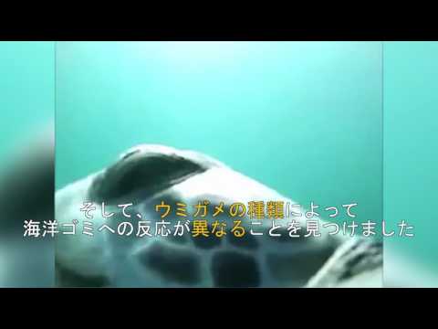 海洋ゴミへの反応はウミガメの食性により異なる | UTokyo Research