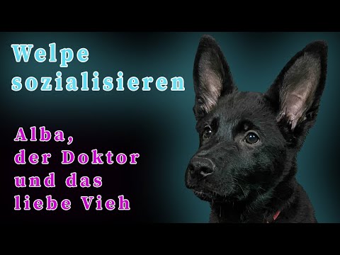 Welpe sozialisieren Teil 2 - Alba, der Doktor und das liebe Vieh