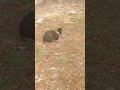 Grey Tabby Cat Watching Other Fur Buddies Lazing Around Shorts