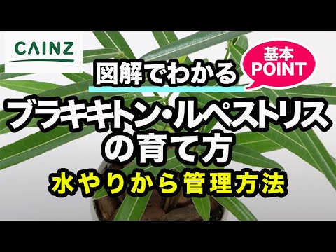 園芸 ニュージーランドのクリスマスツリー、ポフツカワ
