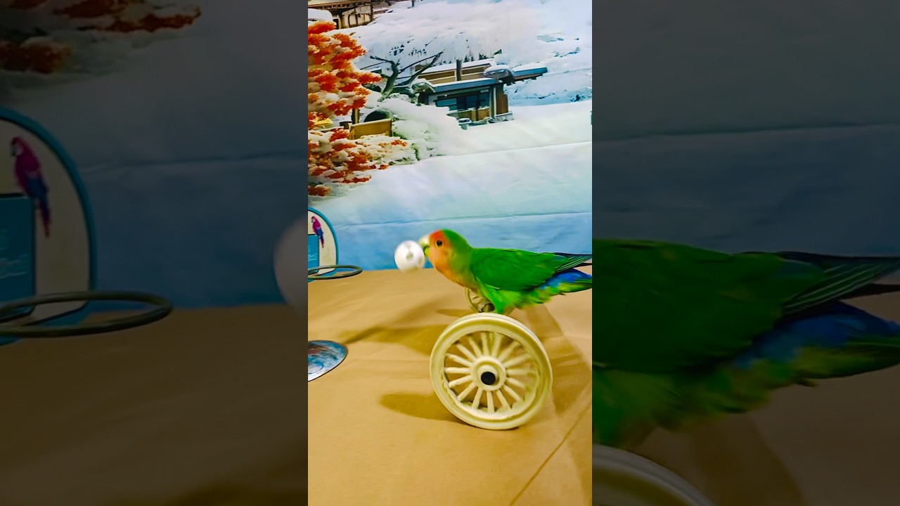 Bird Training:smart lovebird parrot l smart little cute parrot  #training#smartparrot#cute