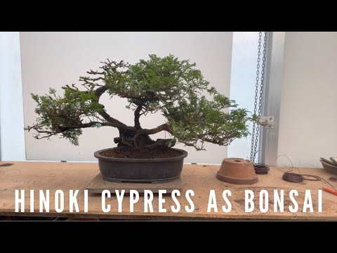 Hinoki Cypress As Bonsai