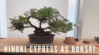 Hinoki Cypress As Bonsai