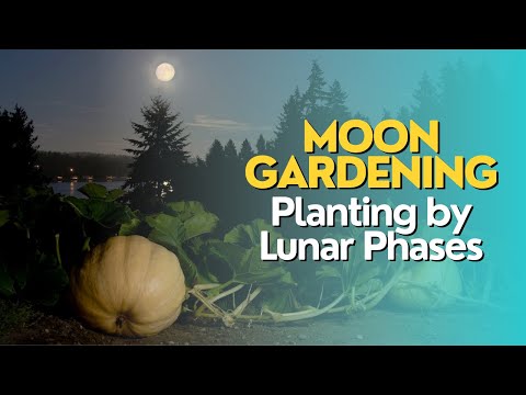 Moon Gardening: Planting by Lunar Phases